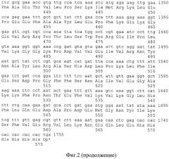 Рекомбинантная плазмидная днк pflag-sc14d5a-rm7, обеспечивающая синтез гибридного белка sc14d5a-rm7, штамм бактерий escherichia coli - продуцент гибридного белка sc14d5a-rm7 и гибридный белок sc14d5a-rm7, связывающий белок е вируса клещевого энцефалита и обладающий биолюминесцентной активностью (патент 2565545)