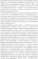 Дипептидные миметики нейротрофинов ngf и bdnf (патент 2410392)