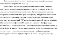 Человеческие моноклональные антитела к человеческому интерлейкину-4 (hil-4) (патент 2382049)