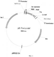 Рекомбинантная плазмидная днк pе-trx-lc-def, штамм escherichia coli для экспрессии антимикробного пептида дефенсина чечевицы lens culinaris и способ получения указанного пептида (патент 2456345)