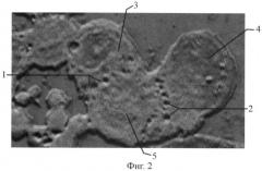 Способ моделирования синтициальных связей между клетками in vitro (патент 2433484)