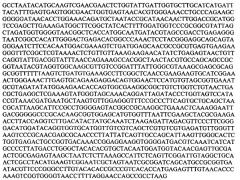 Штаммы lactobacillus plantarum и lactobacillus brevis, синтезирующие гамма-аминомасляную кислоту (патент 2575625)