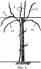 Способ ведения виноградных кустов (патент 2357406)