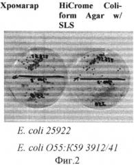 Сухая хромогенная питательная среда для обнаружения колиформных бактерий и e.coli (варианты) (патент 2508400)