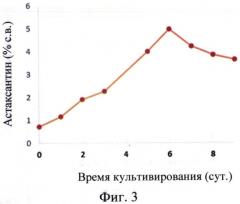 Штамм микроводоросли haematococcus pluvialis - продуцент натурального астаксантина (патент 2573944)