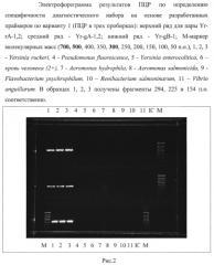 Способ диагностики йерсиниоза лососевых рыб, вызываемого yersinia ruckeri, методом полимеразной цепной реакции и диагностический набор для осуществления способа (патент 2560570)
