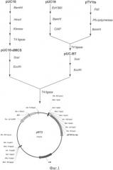 Способ конструирования рекомбинантного штамма staphylococcus carnosus (патент 2333957)