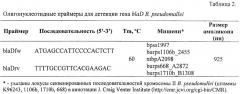 Инсерционный мутант burkholderia pseudomallei - модельный штамм для молекулярно-генетического анализа механизмов формирования множественной антибиотикорезистентности у патогенных буркхольдерий (патент 2413763)