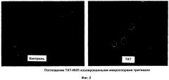 Способ трансфекции и трансдукции растительных клеток (патент 2485180)