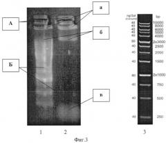 Способ идентификации синегнойной палочки pseudomonas aeruginosa (патент 2540501)