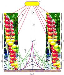 Устройство для межрядкового досвечивания тепличных растений (патент 2629755)