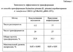 Способ получения безмаркерных трансгенных растений каланхоэ перистого, экспрессирующих ген цекропина р1 (патент 2631929)