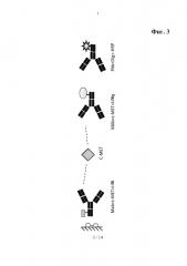 Способ детекции партнера по связыванию мультиспецифического связывающего агента (патент 2620563)