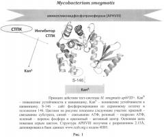 Тест-система mycobacterium smegmatis aphviii+ для скрининга ингибиторов серин-треониновых протеинкиназ эукариотического типа (патент 2566998)