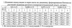 Способ отбора эффективных штаммов клубеньковых бактерий rhizobium loti l., способных к эффективному симбиозу с лядвенцем рогатым (патент 2592677)