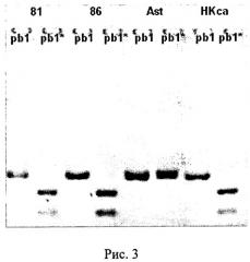 Штамм вируса гриппа а/гонконг/1/68/162/35 (h3n2)-универсальный донор внутренних генов для реассортантов и реассортантные штаммы а/спб/гк/09 (h1n1) и а/нк/astana/6:2/2010 (h5n1), полученные на его основе (патент 2511431)