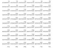 Рекомбинантная плазмидная днк pest877, детерминирующая экспрессию полипептида с активностью эстеразы psychrobacter cryohalolentis к5т на поверхности клеток escherichia coli, и штамм бактерий escherichia coli bl21(de3)plyss/pest877-продуцент полипептида с активностью эстеразы psychrobacter cryohalolentis к5т на поверхности клеток (патент 2526213)