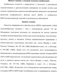 Человеческие моноклональные антитела к рецептору эпидермального фактора роста (egfr), способ их получения и их использование, гибридома, трансфектома, трансгенное животное, экспрессионный вектор (патент 2335507)