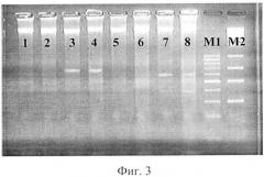 Способ определения простейших blastocystis spp. с различной степенью вирулентности (патент 2520742)