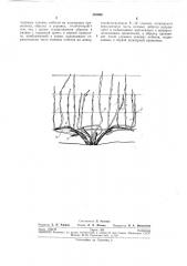 Способ формирования виноградного куста (патент 261808)