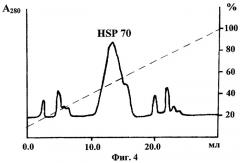 Способ получения препарата белка из семейства стрессовых и препарат белка hsp70, полученный этим способом (патент 2283128)