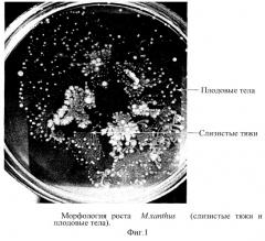 Способ индукции гемолитической активности bacillus anthracis (патент 2265666)