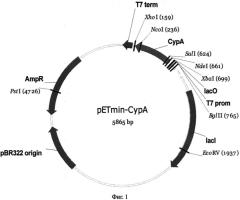 Штамм escherichia coli bl21(de3)gold/petmin-cypa - продуцент рекомбинантного циклофилина а человека (патент 2557305)