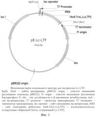 Плазмидный вектор pe-lc-ltp, штамм бактерии escherichia coli для экспрессии липид-транспортирующих белков чечевицы lens culinaris и способ получения указанных белков (патент 2415940)