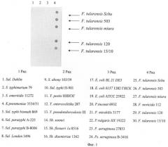 Штамм гибридных культивируемых клеток животных mus musculus 11d6-продуцент моноклональных антител, специфичных к липополисахаридам francisella tularensis (патент 2451078)