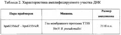 Набор 5'-фосфорилированных олигонуклеотидных праймеров для амплификации методом полимеразной цепной реакции полной кодирующей последовательности гена мембранного протеина ttss hrcv burkholderia pseudomallei (патент 2608506)