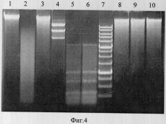 Штамм бактерий bacillus simplex - продуцент сайт-специфической эндонуклеазы blsi (патент 2322494)