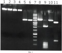 Штамм бактерий planomicrobium koreense 78k - продуцент сайт-специфической эндонуклеазы pkri (патент 2475534)