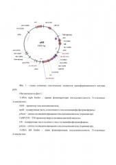 Трансгенное растение березы с ранним цветением (патент 2619173)