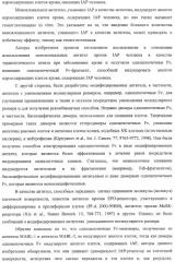 Агонистическое соединение, способное специфически узнавать и поперечно сшивать молекулу клеточной поверхности или внутриклеточную молекулу (патент 2430927)