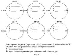 Способ определения остаточной активности стрептомицина с помощью спорово тест-культуры штамма bacillus anthracis davies "r" бал  31 strd в питательных средах, биологических тканях и жидкостях (патент 2384622)