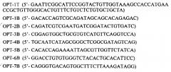 Ген pdgf-bopt тромбоцитарного фактора роста человека (патент 2590704)