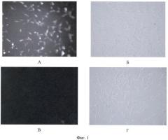 Флуоресцирующая клеточная линия mel kor-turborfp и способ ее использования для исследований in vitro в экспериментальной онкологии (патент 2458123)
