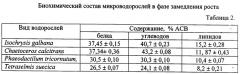 Способ подготовки кормов для выращивания гигантской устрицы crassostrea gigas в черном море в условиях питомника (патент 2548107)