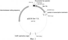 Рекомбинантная плазмидная днк pqe30/derf2l, кодирующая белок der f 2l клеща dermatophagoides farinae и штамм бактерий escherechia coli m15/ pqe30/derf2l - продуцент такого белка. (патент 2522817)