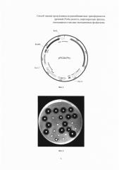 Способ оценки продуктивности рекомбинантных трансформантов дрожжей pichia pastoris, секретирующих фитазы, относящиеся к кислым гистидиновым фосфатазам (патент 2665836)