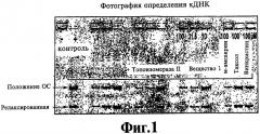 Производные индола, обладающие индуцирующим апоптоз эффектом (варианты), фармацевтическая композиция на их основе (патент 2327696)