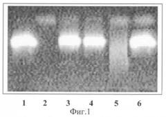 Способ диагностики helicobacter pylori-инфекции (патент 2265219)