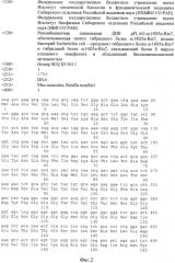 Рекомбинантная плазмидная днк pflag-sc14d5a-rm7, обеспечивающая синтез гибридного белка sc14d5a-rm7, штамм бактерий escherichia coli - продуцент гибридного белка sc14d5a-rm7 и гибридный белок sc14d5a-rm7, связывающий белок е вируса клещевого энцефалита и обладающий биолюминесцентной активностью (патент 2565545)