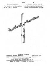 Способ крепления виноградных лоз (патент 990136)