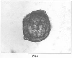 Способ клонирования in vitro регионарных стволовых клеток поджелудочной железы (патент 2308281)