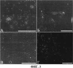 Способ получения резидентных стволовых клеток сердца млекопитающего из образцов миокарда (патент 2505602)