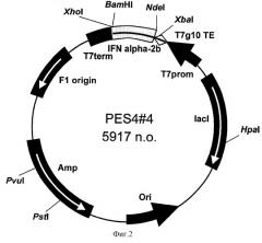 Рекомбинантная плазмидная днк pes4-4, кодирующая полипептид интерферон альфа-2b человека, и штамм escherichia coli bdees4 - продуцент рекомбинантного интерферона альфа-2b человека (патент 2258081)