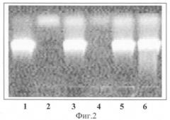 Способ диагностики helicobacter pylori-инфекции (патент 2265219)