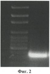 Рекомбинантная днк pa3, рекомбинантная днк pqe 30-pa3, обеспечивающие получение полипептида a3, штамм e. coli м 15-a3, трансформированный рекомбинантной плазмидной днк pqe 30-pa3 и экспрессирующий рекомбинантный полипептид a3, рекомбинантный полипептид a3, обладающий способностью селективно связывать чса, и тест-система рфа для качественного выявления микроальбуминурии, тест-система для количественного определения микроальбуминурии (патент 2550255)