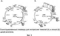 Оптимизированные последовательности днк, кодирующие легкую и тяжелую цепи моноклонального антитела, связывающего фактор некроза опухоли альфа, предназначенные для биосинтеза антитела, способ получения антитела посредством рекомбинантной клеточной линии cho-s (патент 2537266)